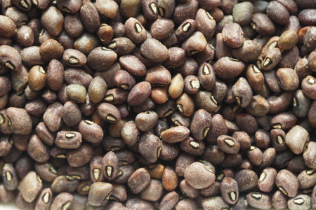 Dried black beans ready for cooking or planting in a kitchen settingの写真素材
