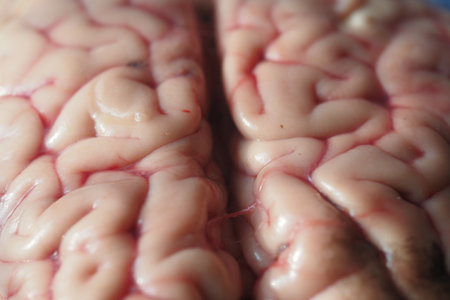 Close-up view of animal brainの写真素材