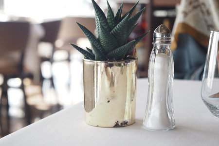Succulent plant and salt shaker on a dining table