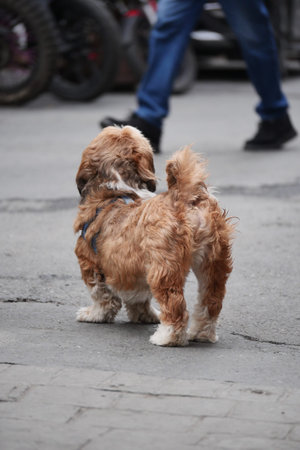Small brown dog stands on street watching surroundings. lost dog conceptの写真素材