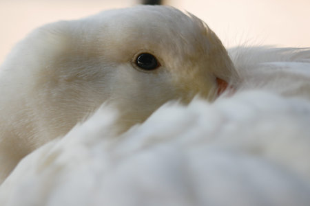 White duck resting quietly in a calm indoor settingの写真素材