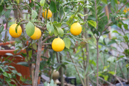 Lemon tree bearing ripe yellow fruit in a sunny garden settingの写真素材