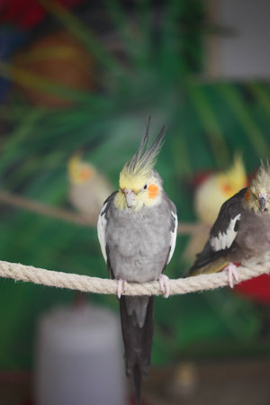 Colorful cockatiels perched on a rope at a vibrant aviaryの写真素材