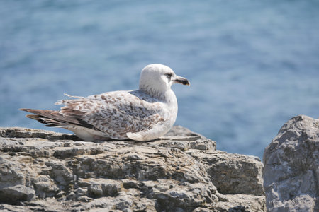 Seagull resting on a rocky shore by the ocean in bright sunlightの写真素材