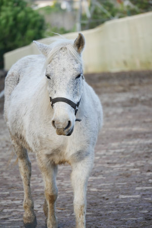 White pony walking calmly on a dirt path during daylight hoursの写真素材