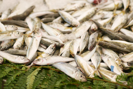 Fresh fish caught at a coastal market in the early morning hoursの写真素材