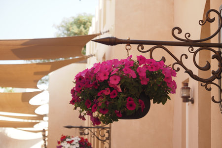 Vibrant pink flowers hanging in a sunny outdoor settingの写真素材