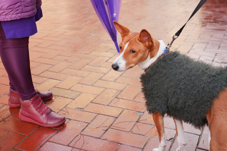 Dog wearing a cozy coat stands beside a person with an umbrellaの写真素材