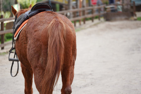 Horse with saddle stands in sandy arena at riding facilityの写真素材