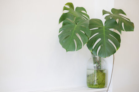 Monstera leaves in a glass vase on a white wall backgroundの写真素材