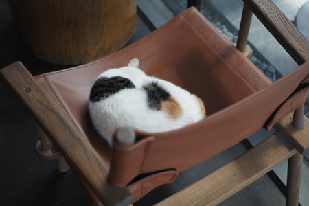 Cat resting comfortably on a leather chair in a cozy cafeの写真素材