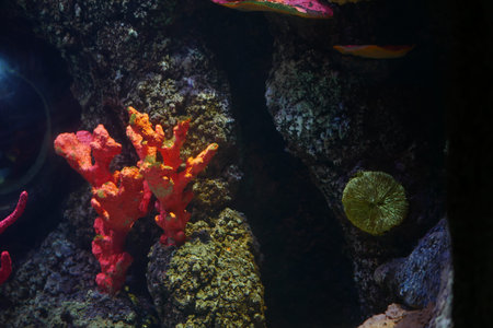 Colorful coral reef thriving in a vibrant marine ecosystem