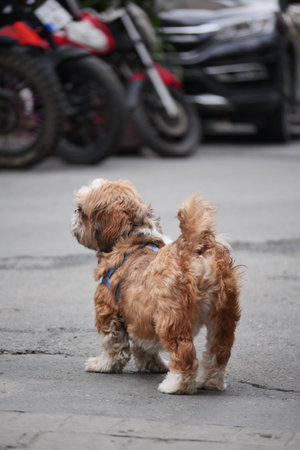 lost Small brown dog found on street
