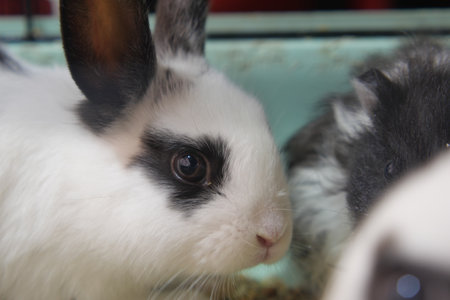 Rabbits interacting in a cozy setting at a pet shopの写真素材