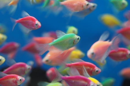 Colorful tropical fish swimming in a vibrant aquariumの写真素材