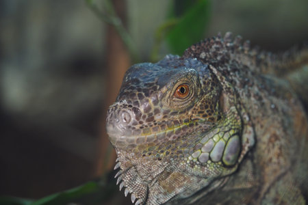 Iguana resting in its natural habitat during daytimeの写真素材