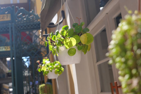 Hanging plants adorn a lively street under clear blue skiesの写真素材