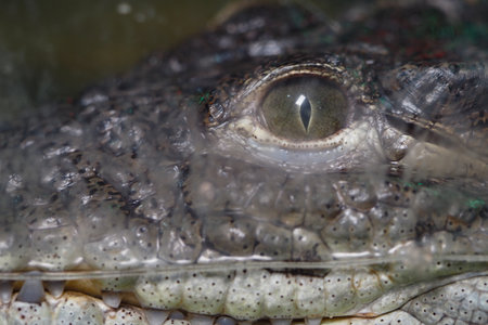Close view of crocodile eye highlighting unique featuresの写真素材
