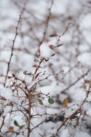 Winter scene with snow on branches and leaves in natureの写真素材