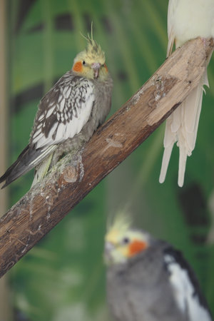 Colorful cockatiels on a branch in the tropicsの写真素材