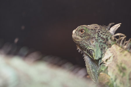 Iguana perched quietly in a natural habitat settingの写真素材