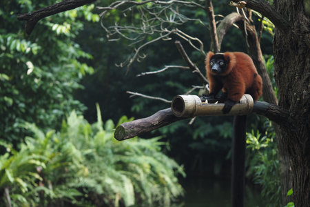 Monkey resting on a bamboo branch in a lush forest