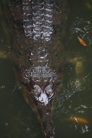 Crocodile swimming in murky water during daylight hours