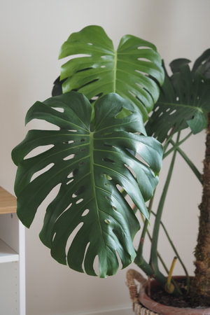 Monstera leaves fill a bright indoor space with greenの写真素材