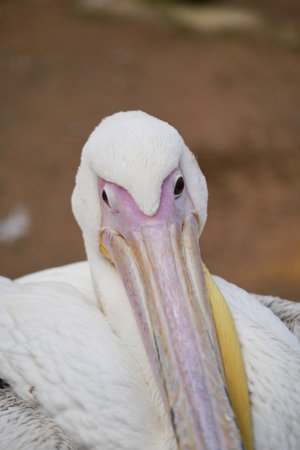 Close-up view of a pelicans face in natural habitatの写真素材