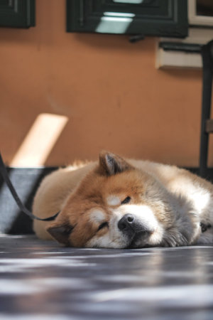 Dog resting peacefully in a sunny indoor spaceの写真素材