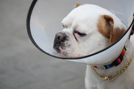 Dog wearing a cone after a veterinary visit outdoorsの写真素材