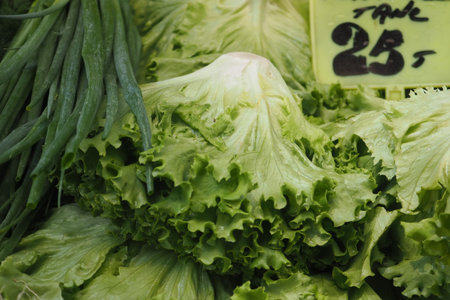 Fresh green lettuce sold at a local market standの写真素材