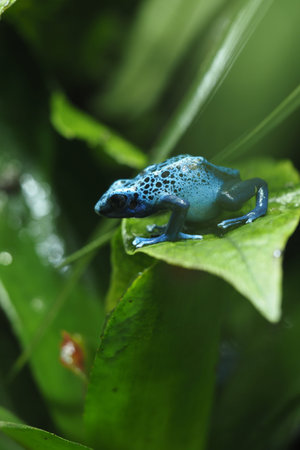 Vibrant blue poison dart frog on green leaf in nature