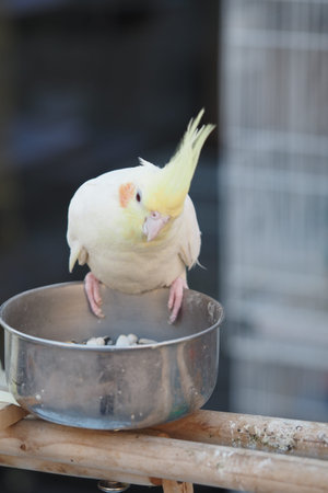 Cockatiel perched on feeding bowl in a cozy setting