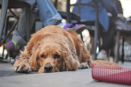 Golden retriever resting in a busy outdoor cafeの写真素材