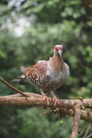 Colorful bird perched on a tree branch in a lush environmentの写真素材