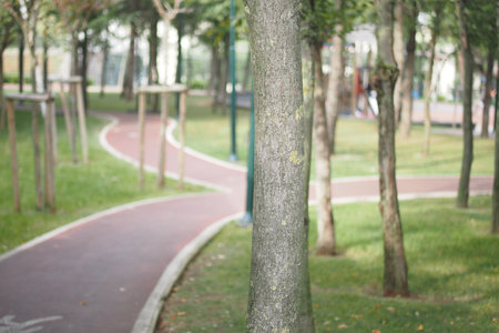 Winding paths through a serene park in autumnの写真素材