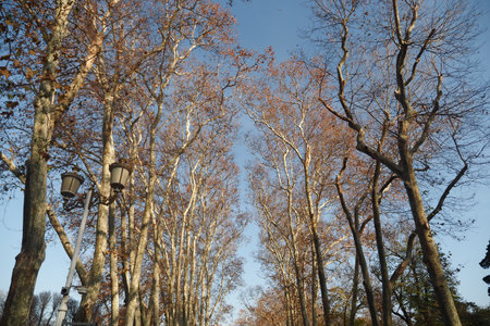 Autumn trees line a path in a peaceful park settingの写真素材