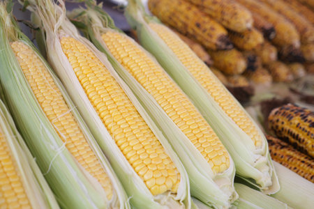 Fresh corn on display at local market stallの写真素材