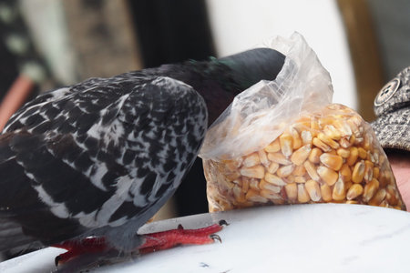 Pigeon enjoying corn at the marketplace in the morningの写真素材