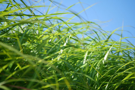 Lush green grass swaying under a clear blue sky
