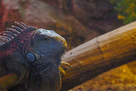 Iguana resting on a log in a warm, natural habitatの写真素材