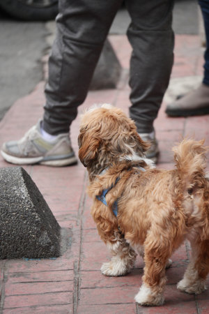 Dog waits patiently while owners chat on the streetの写真素材