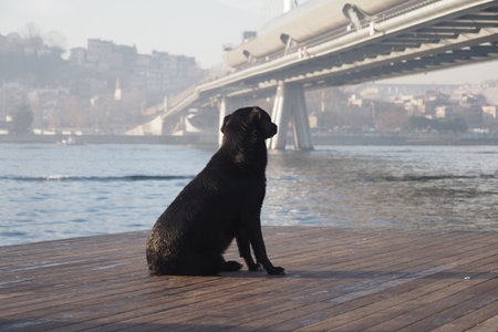 Black dog sits by the river gazing at the bridgeの写真素材