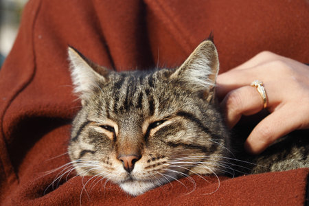 Cat enjoys gentle petting in cozy sweater outdoorsの写真素材