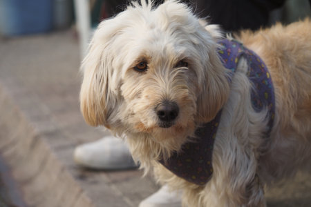 Dog enjoying a sunny day in the parkの写真素材