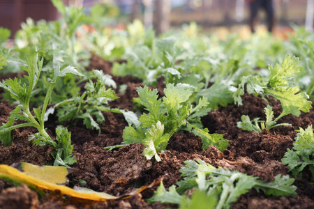 Fresh green herb plants growing in rich soil outdoors