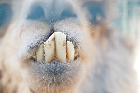 Camel close-up with unique teeth and friendly smileの写真素材