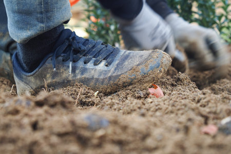 Gardening involves planting and cultivation in the soilの写真素材