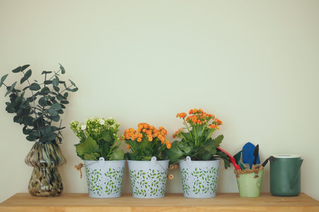 Stylish indoor plant display on a wooden shelf